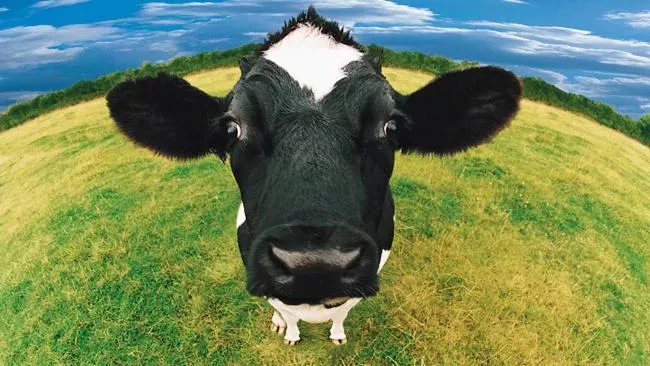 استرس گرمایی در خصوص گاو شیری