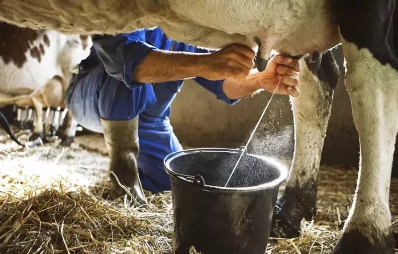 دلایل کاهش شیر در گاوها کدام‌ اند؟