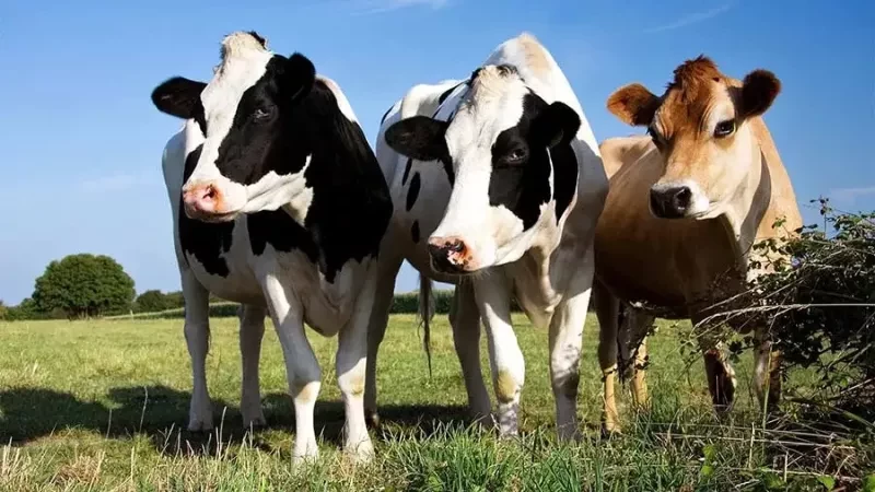 طول عمر گاو شیری چقدر است؟ روش های افزایش طول عمر گاوها