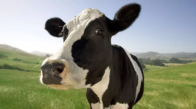 گاوهای شادتر شیر بهتری میدهند