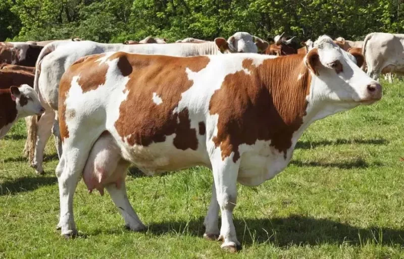 طول عمر گاو شیری چقدر است؟ روش های افزایش طول عمر گاوها