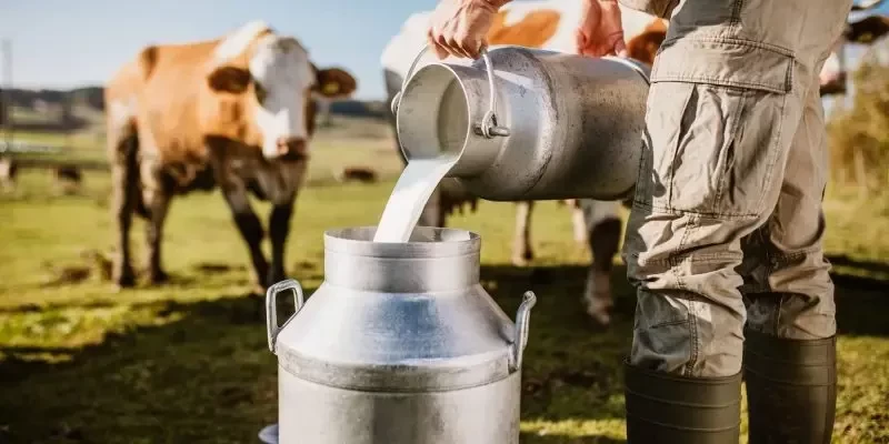 دلایل کاهش شیر در گاوها کدام‌ اند؟