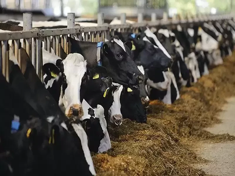 5 تا از بهترین خوراک برای افزایش شیر گاو