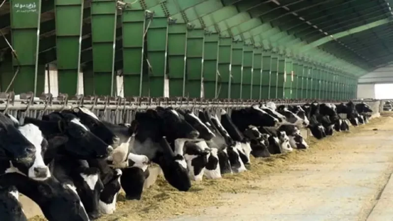 علت های شایع خاک خوردن گاو چیست؟ روش های درمان