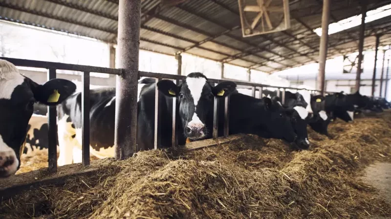 تغذیه مناسب برای گاو شیرده کدامند؟