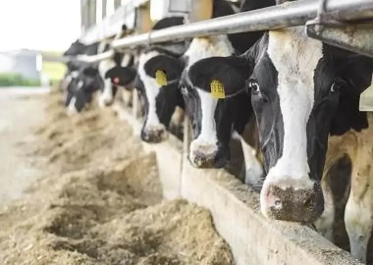 علت های شایع خاک خوردن گاو چیست؟ روش های درمان