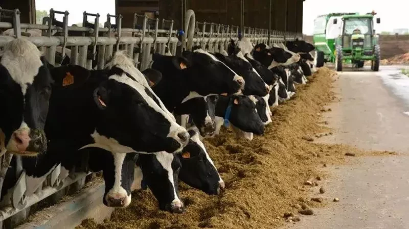 آیا گاوهای ماده همیشه شیر دارند؟ | مراحل شیردهی گاو