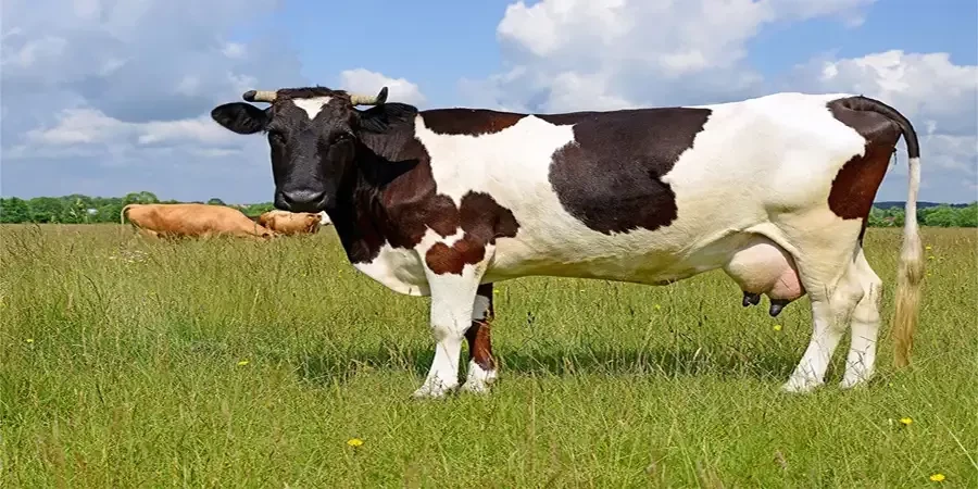 تغذیه مناسب برای گاو شیرده کدامند؟