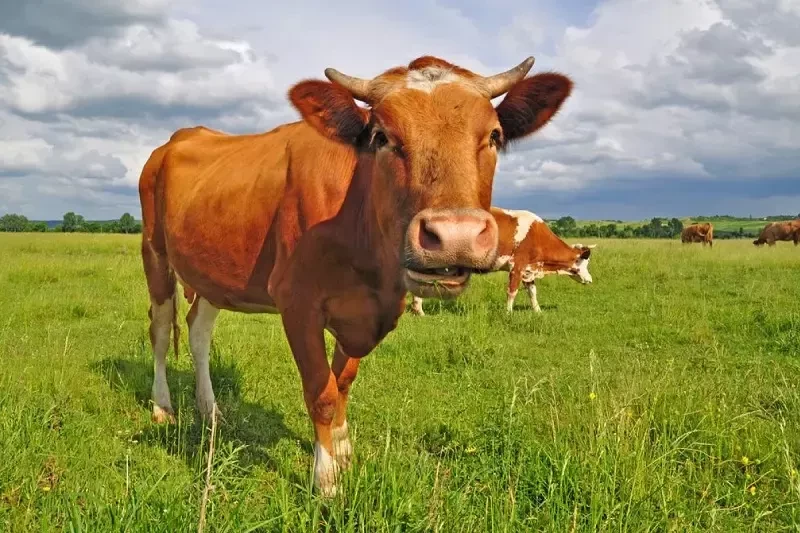 آیا گاوهای ماده همیشه شیر دارند؟ | مراحل شیردهی گاو