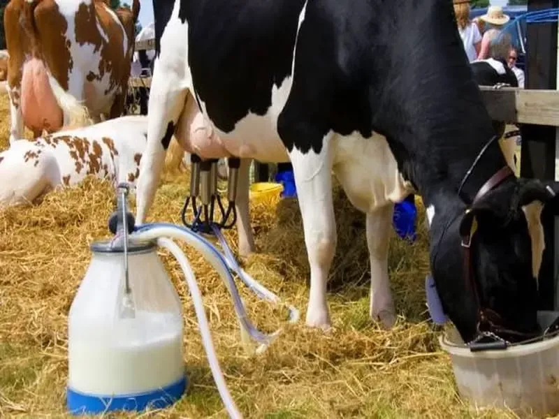 آیا دوشیدن گاو آبستن ممکن است؟ | نکات دوشیدن گاو آبستن