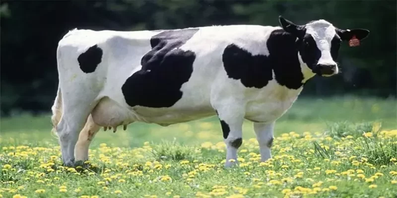 تب شیر در گاو چیست | روش های درمان 