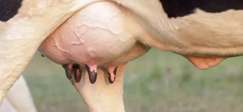 ورم پستان در گاو شیری چیست؟ | روش های جلوگیری روش های درمان