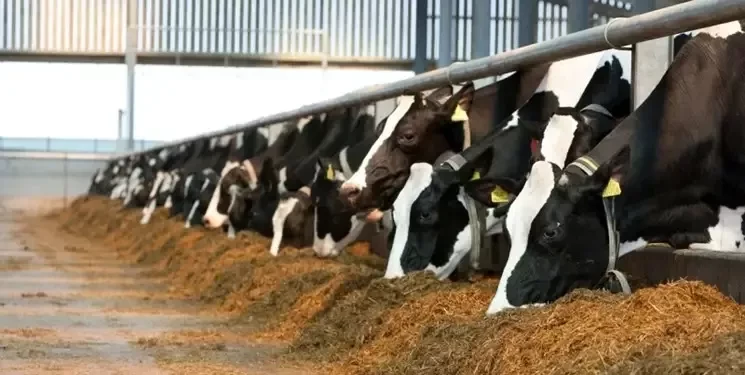 10 فرصت راهبردی برای مدیریت گله دامداری گاو شیری