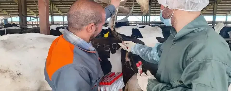 انجام‌ عملیات خونگیری تست بروسلوز در شرکت ملارد شیر