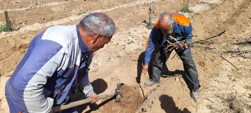 کاشت 1000 اصله نهال مثمر در باغ شرکت ملاردشیر