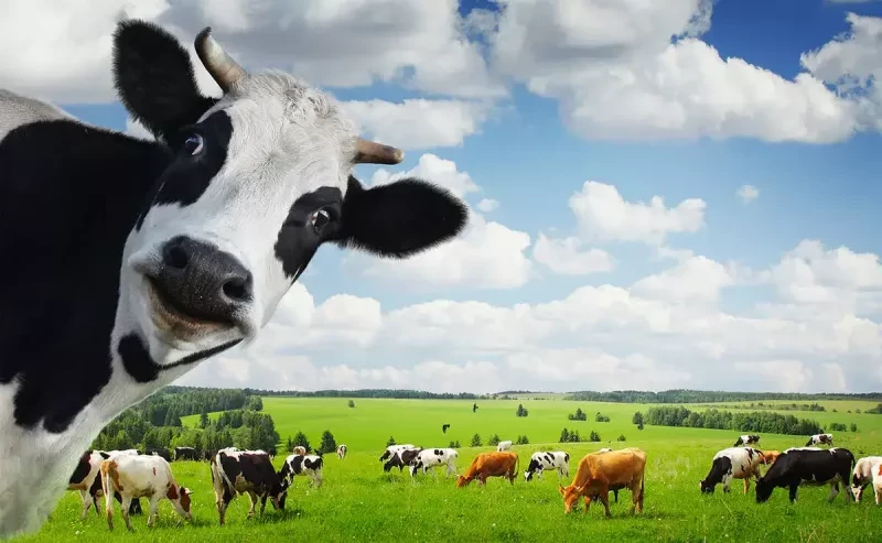 ویتامین A در سلامت گاو شیری چه نقشی دارد؟ روش های افزایش ویتامین آ در گاو
