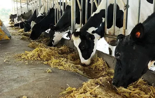 سیلاژ ذرت در افزایش شیردهی گاوها چه نقشی دارد؟