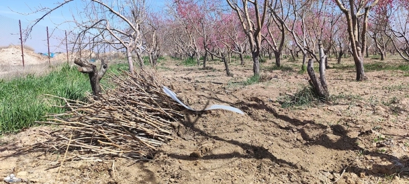 کاشت 1000 اصله نهال مثمر در باغ شرکت ملاردشیر