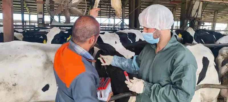 انجام‌ عملیات خونگیری تست بروسلوز در شرکت ملارد شیر