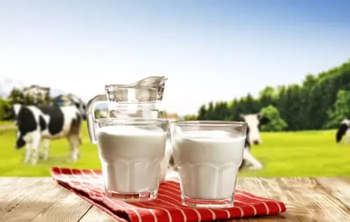 فواید ماست تهیه شده از شیر گاو | طرز تهیه ماست خانگی با شیر تازه