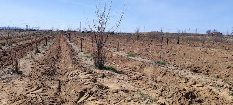 کاشت 1000 اصله نهال مثمر در باغ شرکت ملاردشیر