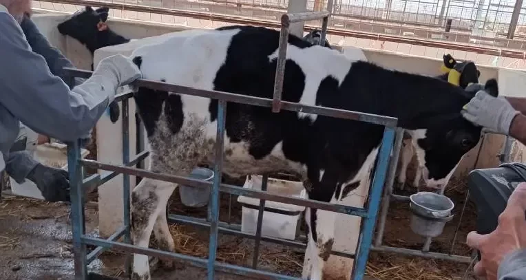 عملیات وزن کشی گوساله های از شیر گرفته شرکت کشاورزی و دامپروری ملاردشیر