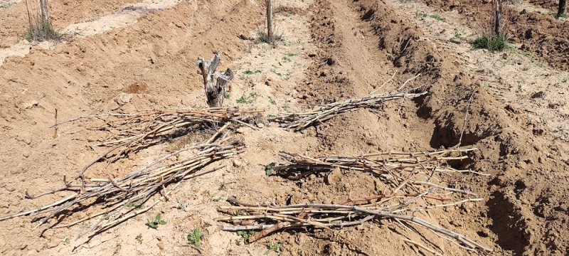 کاشت 1000 اصله نهال مثمر در باغ شرکت ملاردشیر