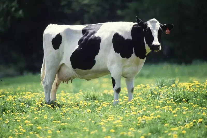 ویتامین A در سلامت گاو شیری چه نقشی دارد؟ روش های افزایش ویتامین آ در گاو