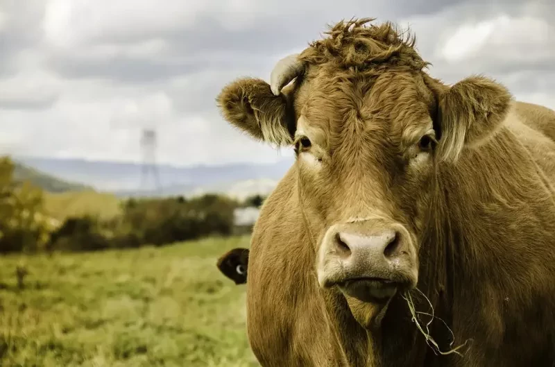 آیا گاو دو معده دارد؟ | شایع ترین مشکلات معده در گاوها کدامند؟