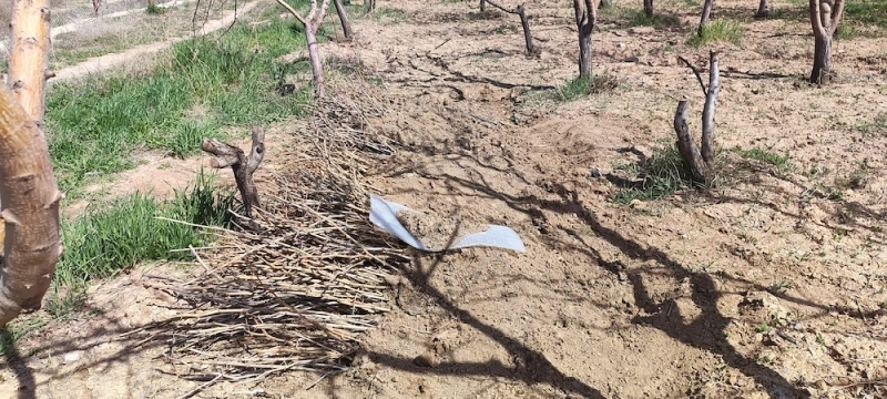 کاشت 1000 اصله نهال مثمر در باغ شرکت ملاردشیر