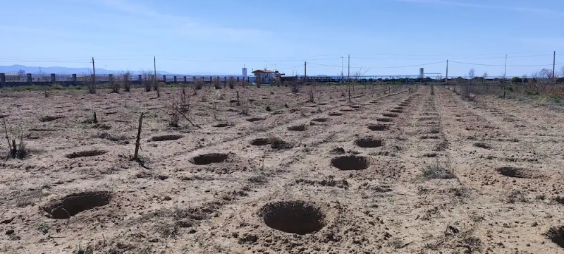 کاشت 1000 اصله نهال مثمر در باغ شرکت ملاردشیر