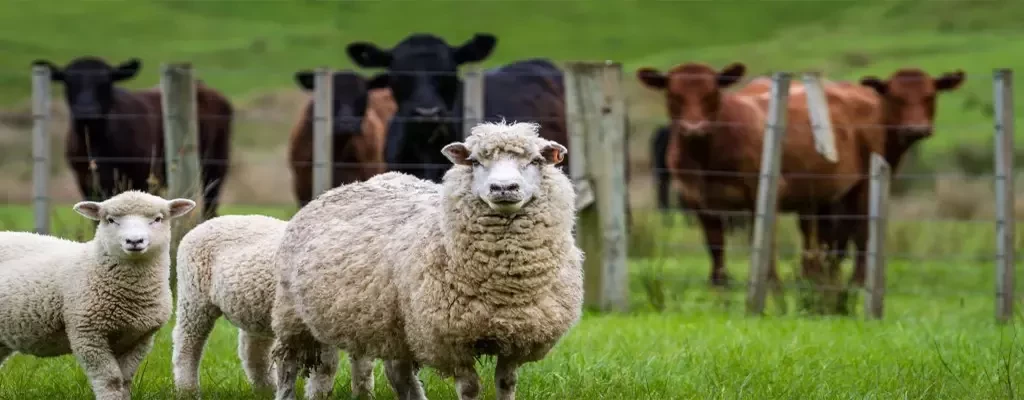 تفاوت شیر گاو و شیر گوسفند چیست؟ | شیر گاو بهتر است یا شیر گوسفند؟