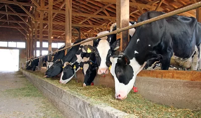 ویتامین های مناسب برای گاوها | انواع ویتامین برای گاوهای شیرده