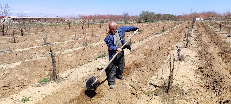 کاشت 1000 اصله نهال مثمر در باغ شرکت ملاردشیر