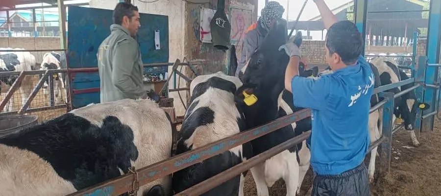 عملیات جای‌ گذاری مگنت برای تلیسه‌ ها در شرکت ملاردشیر 