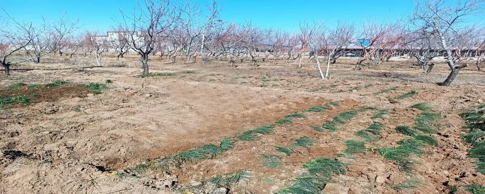 عملیات انتقال و کاشت بوته‌ های زعفران در باغ شرکت ملاردشیر  