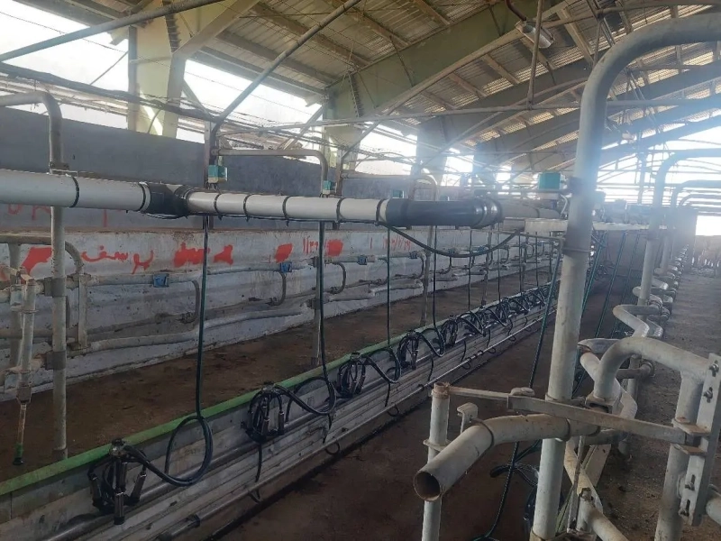 عملیات اورهال شیردوشی 32 واحدی در شرکت ملاردشیر