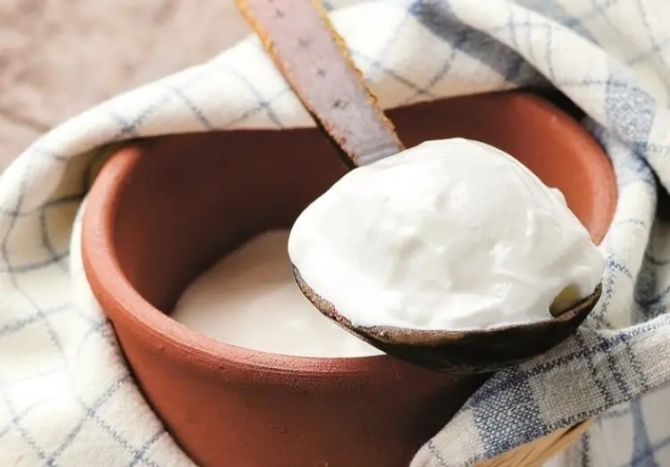 تأثیر شگفت‌ انگیز ماست بر تقویت سیستم ایمنی بدن | چرا ماست را در رژیم غذایی‌ مان جدی بگیریم؟