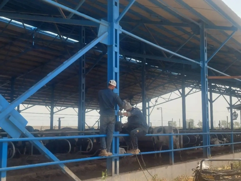 عملیات نصب سیم‌ بکسل در سالن جدید 315 رأسی گاو شیری در شرکت ملاردشیر