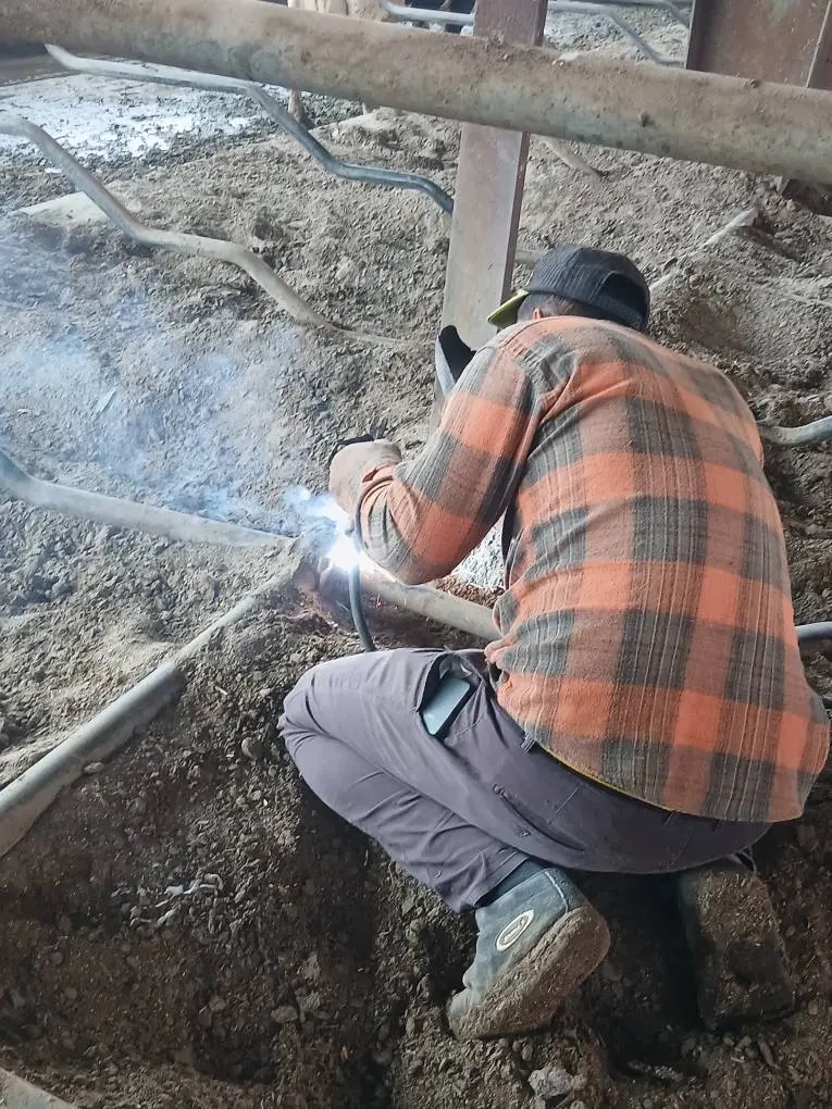 عملیات بهبود زیرساخت‌ ها و بازآرایی بهاربندهای شیری در راستای ارتقای شاخص‌ های رفاه دام در شرکت ملاردشیر