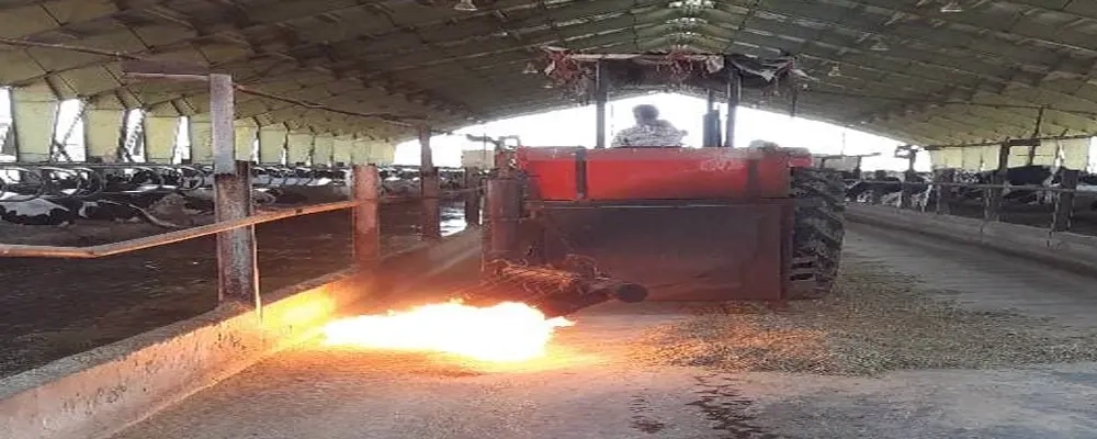 عملیات شعله افکنی آخور دام ها در واحد دامپروری شرکت ملاردشیر