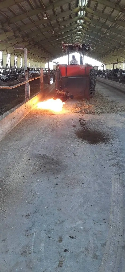 عملیات شعله‌ افکنی آخور دام‌ ها در واحد دامپروری شرکت ملاردشیر