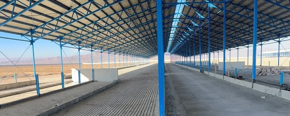 اتمام عملیات کفسازی زایشگاه در پروژه 6 هزار راسی ملایر