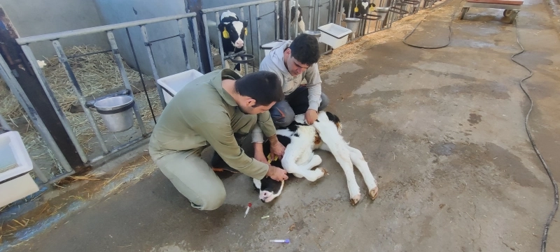 ملارد شیر میزبان طرح پژوهشی دانشگاه تهران: انقلاب علمی در تغذیه دام با فناوری تخمیر گلوتن  ذرت