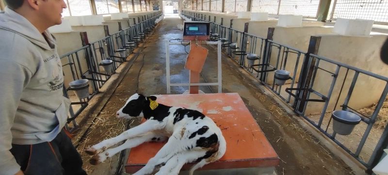 ملارد شیر میزبان طرح پژوهشی دانشگاه تهران: انقلاب علمی در تغذیه دام با فناوری تخمیر گلوتن  ذرت