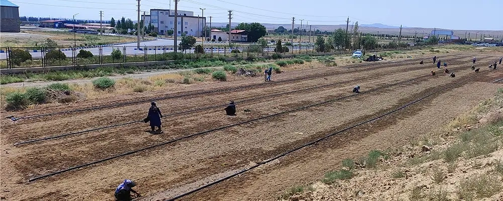 آغاز طرح تحقیقاتی کشت گیاهان دارویی در شرکت ملاردشیر