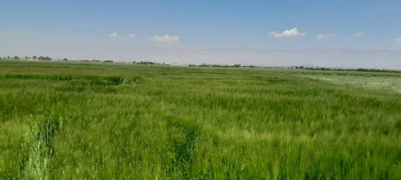 خرید و دپوی 4 هزار تن قصیل جو توسط واحد بازرگانی شرکت ملاردشیر