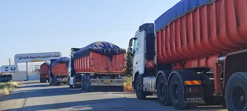 ورود و دپوی 5 هزار تن ذرت علوفه‌ای از استان خوزستان در شرکت ملاردشیر
