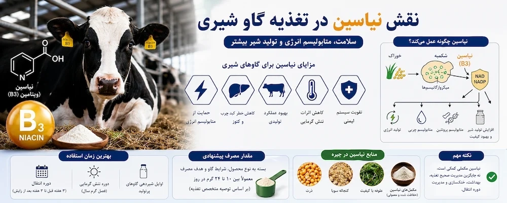 نقش نیاسین در تغذیه گاو شیری؛ آیا ویتامین B3 واقعاً میتواند تولید شیر و سلامت گاو را بهبود دهد؟