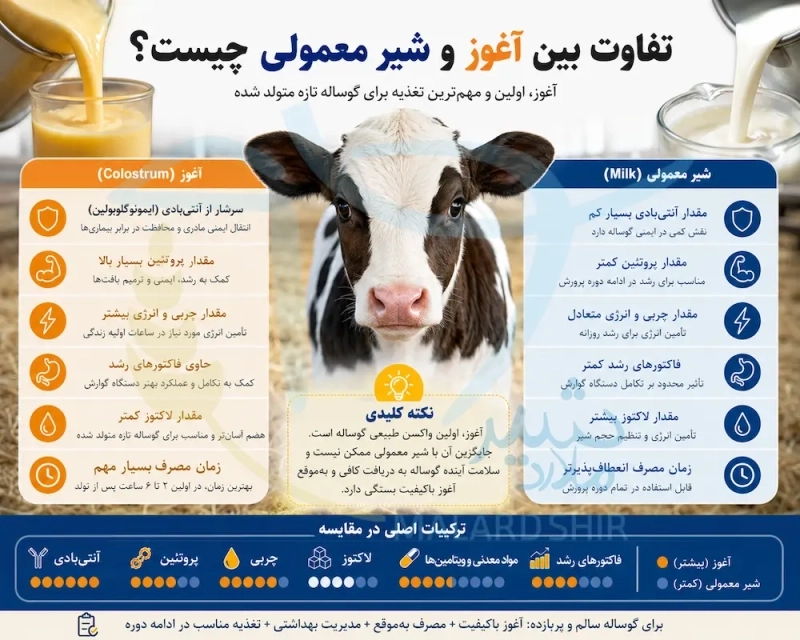 تفاوت بین آغوز و شیر معمولی چیست؟ بررسی کامل ترکیبات و اهمیت آغوز برای گوساله